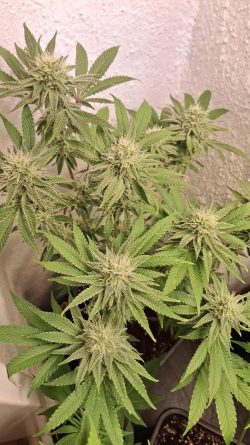 Apollo Black Cherry. Week 10