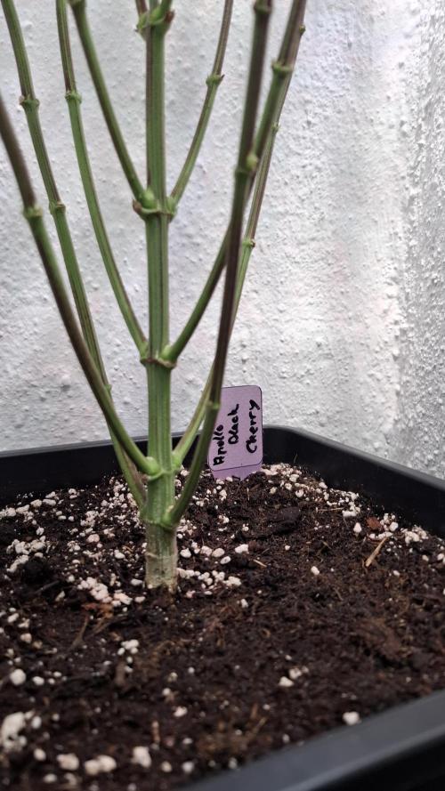 Apollo Black Cherry. Week 10