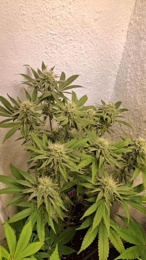 Apollo Black Cherry. Week 10