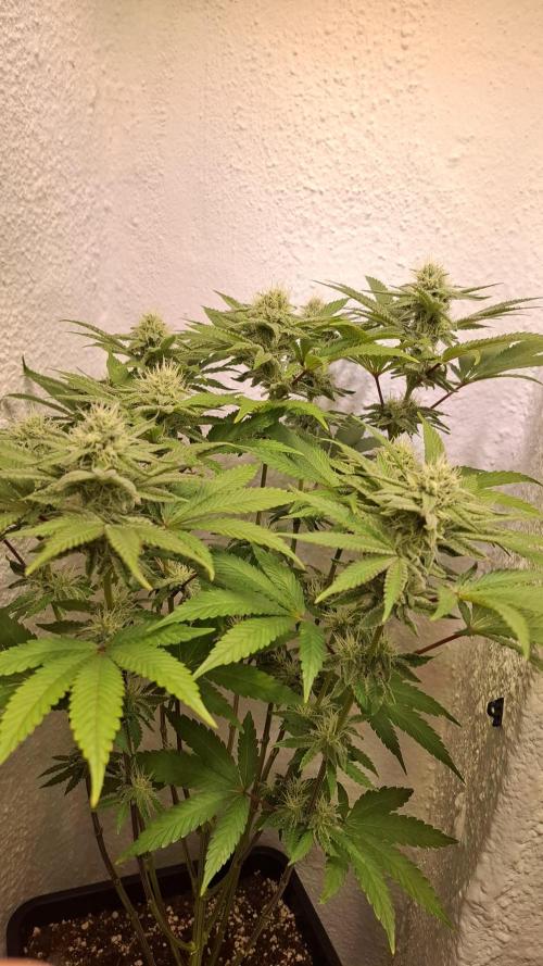 Apollo Black Cherry. Week 10