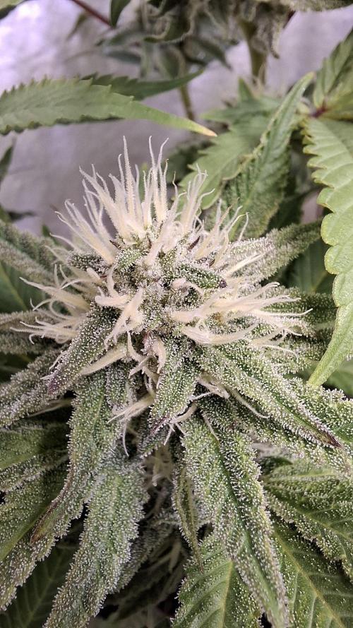 Apollo Black Cherry. Week 10