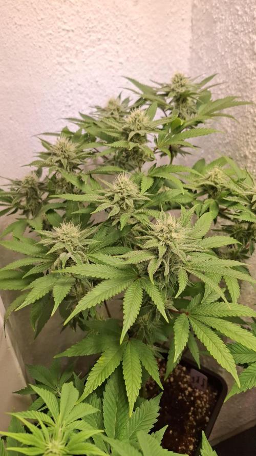 Apollo Black Cherry. Week 10