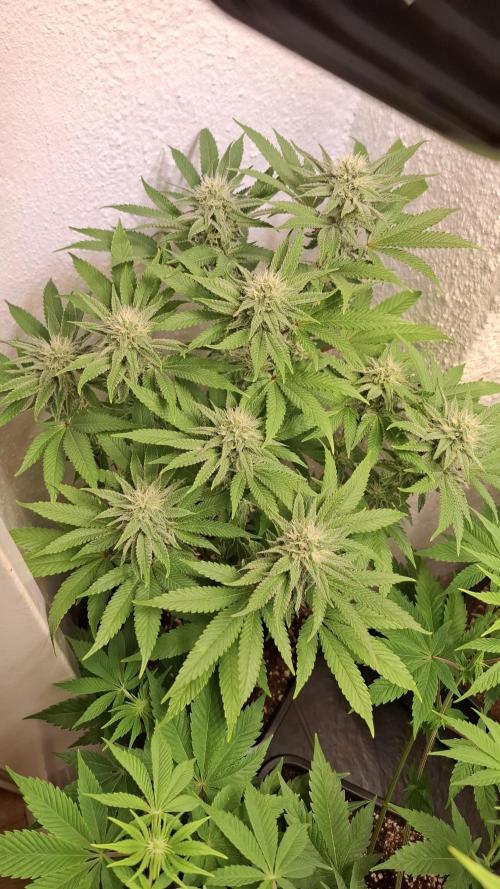 Apollo Black Cherry. Week 10