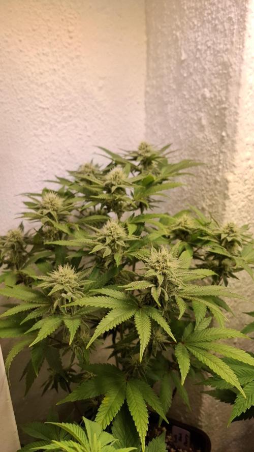 Apollo Black Cherry. Week 10