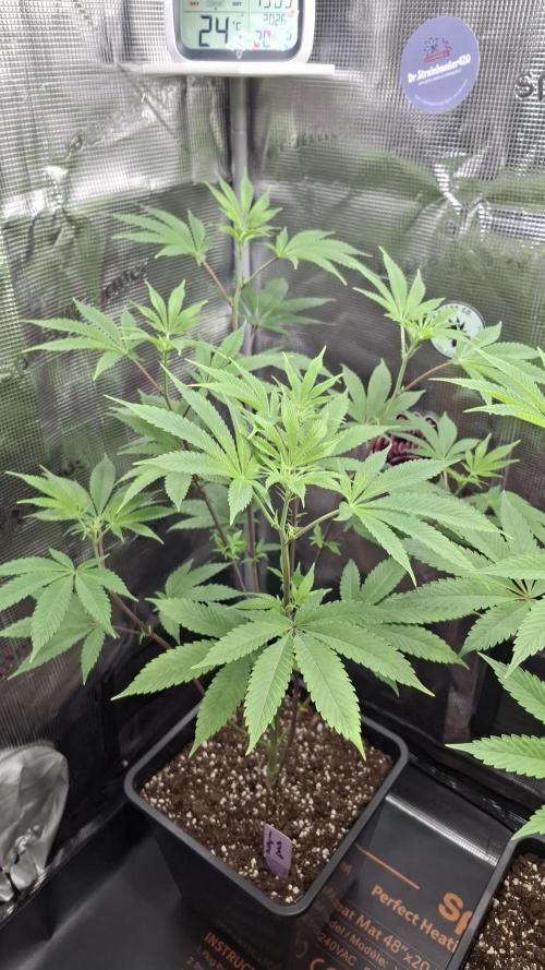 Bubblegum Gelato. Week 9