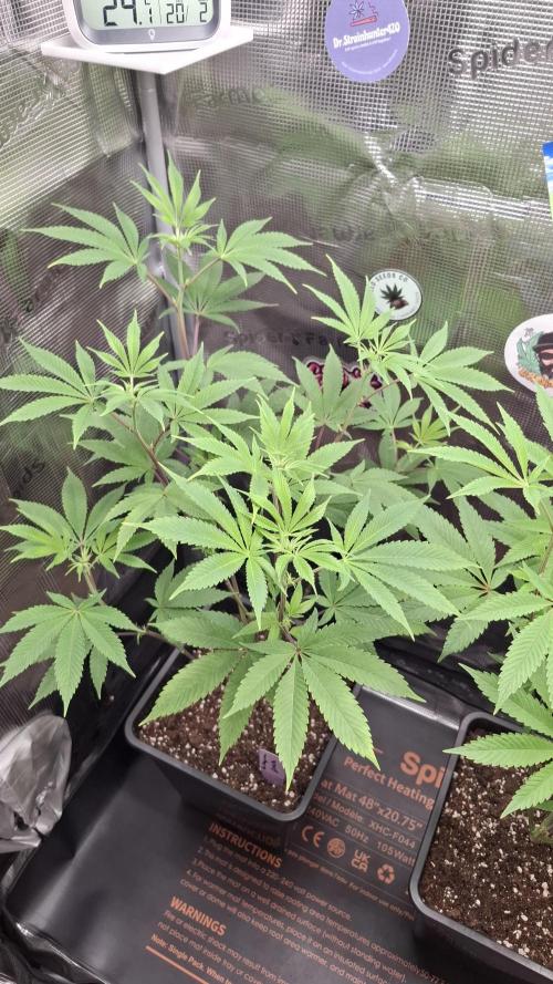 Bubblegum Gelato. Week 9