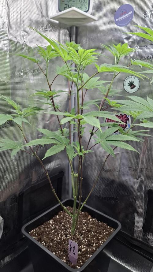 Bubblegum Gelato. Week 9