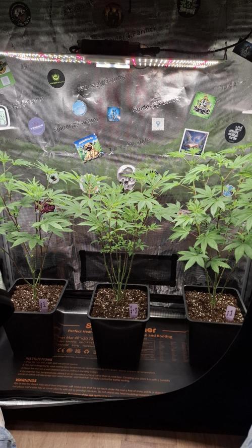 Bubblegum Gelato. Week 9