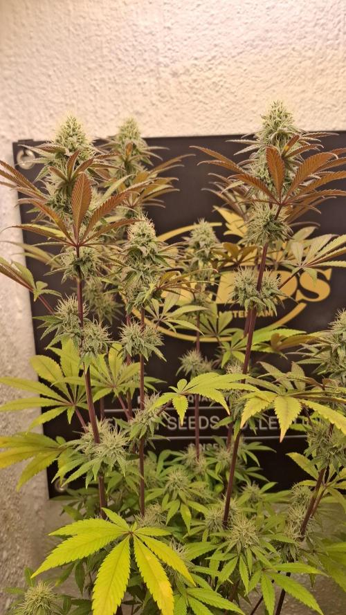 Pink Gelato. Week 10