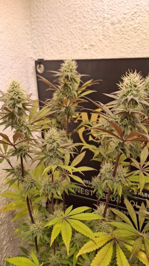 Pink Gelato. Week 10