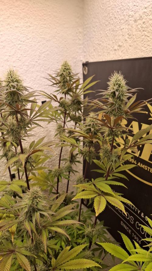 Pink Gelato. Week 10