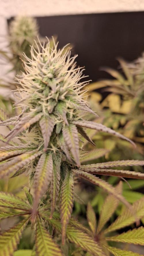 Pink Gelato. Week 10