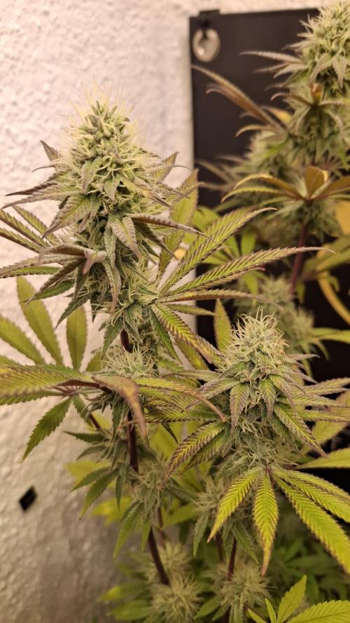 Pink Gelato. Week 10