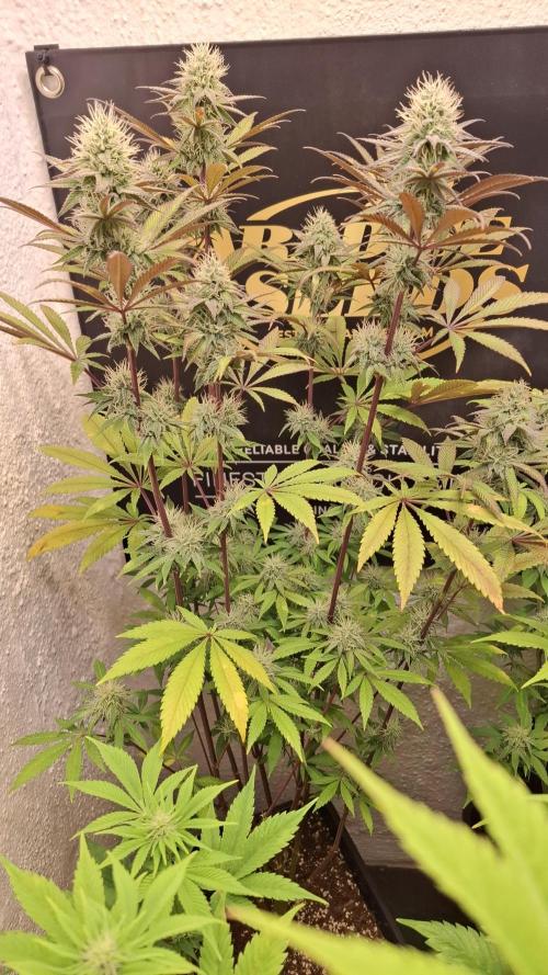 Pink Gelato. Week 10