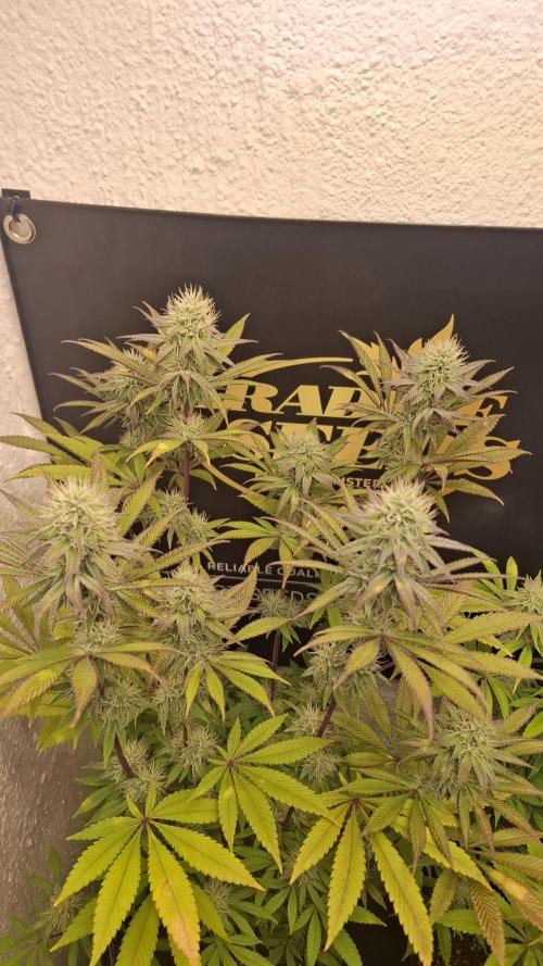 Pink Gelato. Week 10