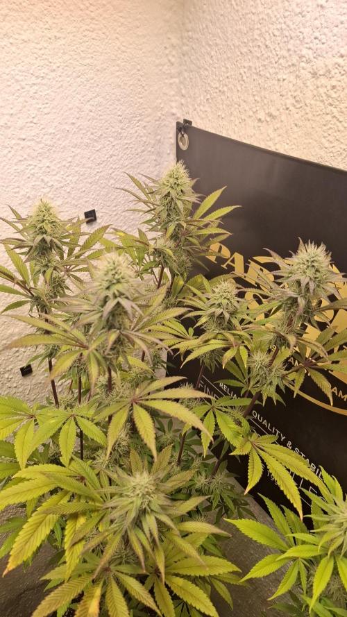 Pink Gelato. Week 10