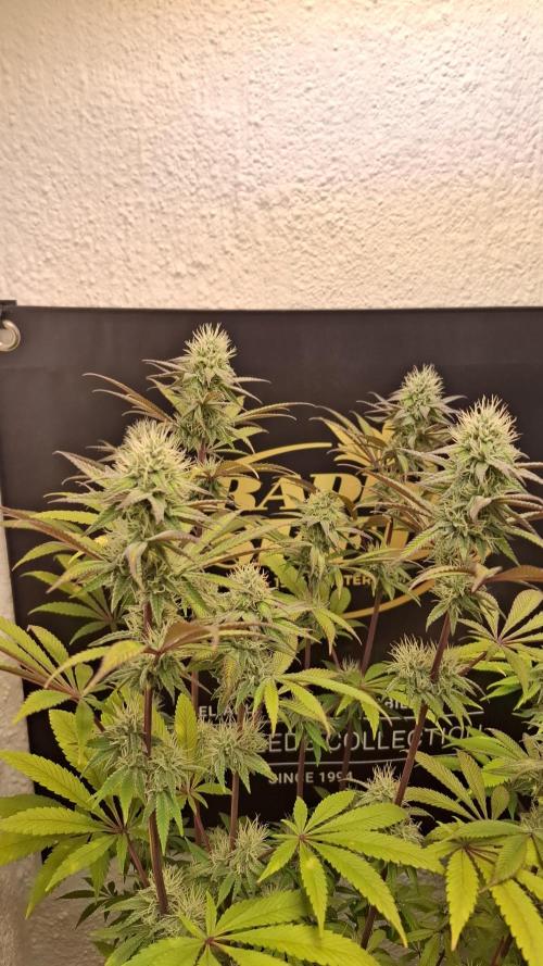 Pink Gelato. Week 10