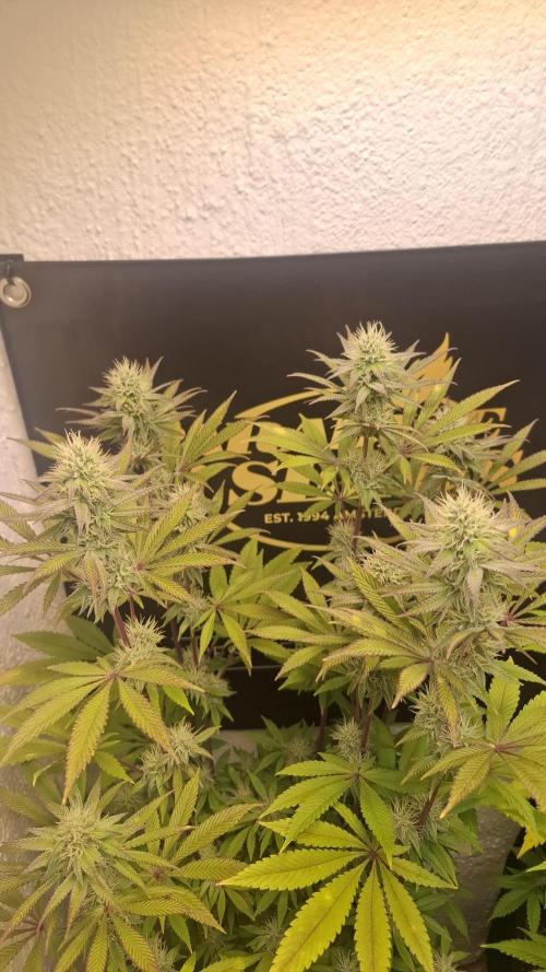 Pink Gelato. Week 10