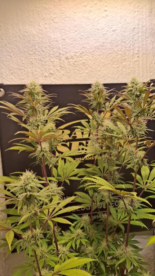 Pink Gelato. Week 10