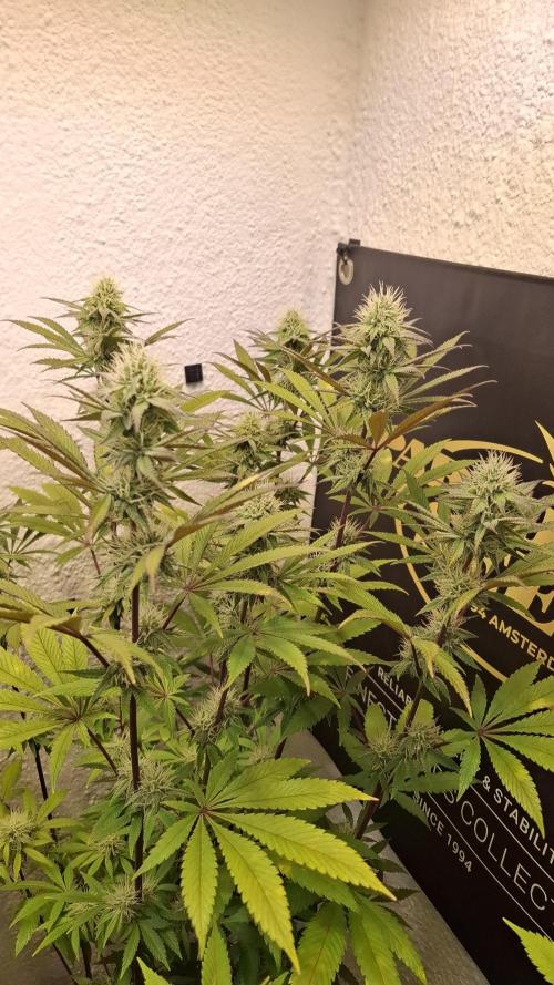 Pink Gelato. Week 10