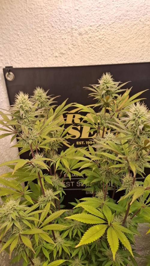 Pink Gelato. Week 10