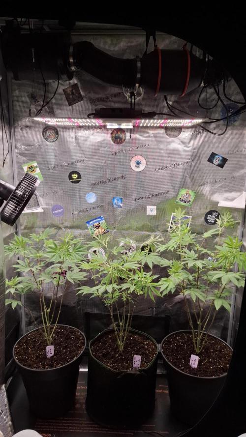 White Runtz. Week 9