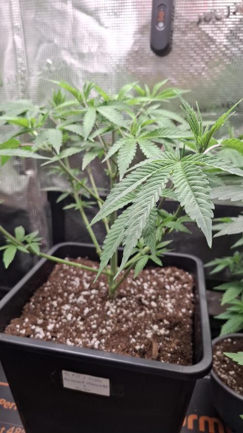 Permanent Chimera #35 x White Truffle. Week 4