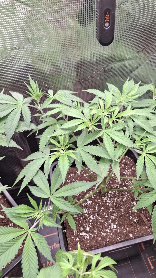 Permanent Chimera #35 x White Truffle. Week 4