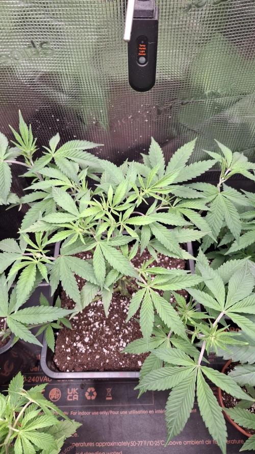 Permanent Chimera #35 x White Truffle. Week 4