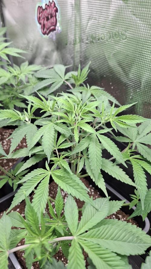 Permanent Chimera #35 x White Truffle. Week 4