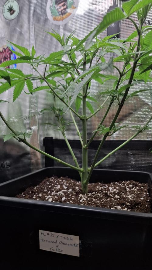 Permanent Chimera #35 x White Truffle. Week 4