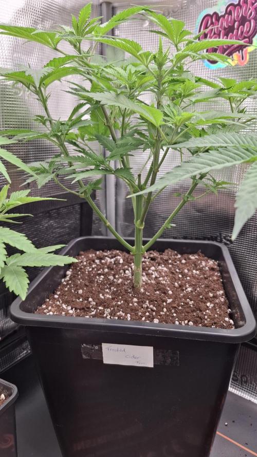 Frosted Cider Fem.. Week 4