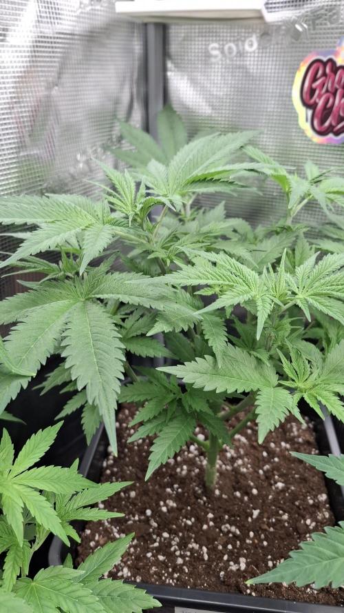 Frosted Cider Fem.. Week 4
