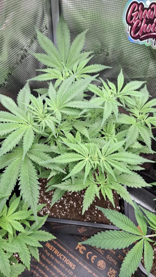 Frosted Cider Fem.. Week 4