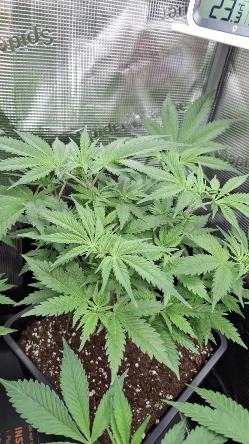 Frosted Cider Fem.. Week 4