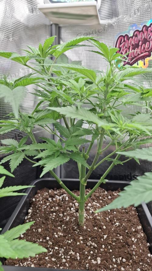 Frosted Cider Fem.. Week 4