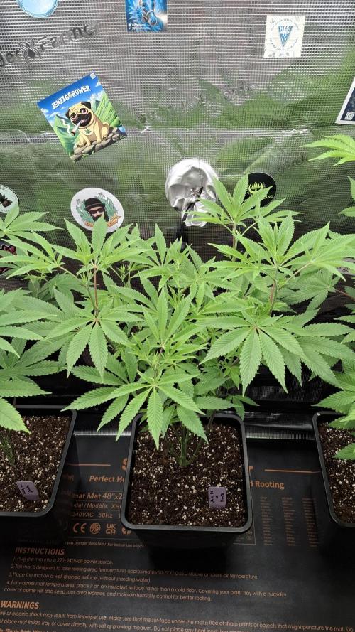 White OG x RuntZ. Week 11