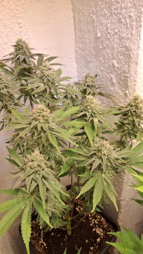 Apollo Black Cherry Fem. Week 11