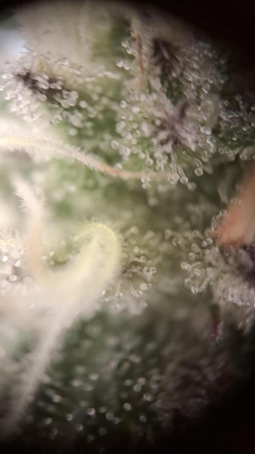 Apollo Black Cherry Fem. Week 11