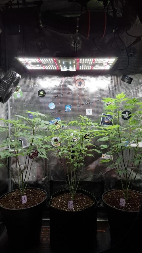 Bubblegum Gelato. Week 10