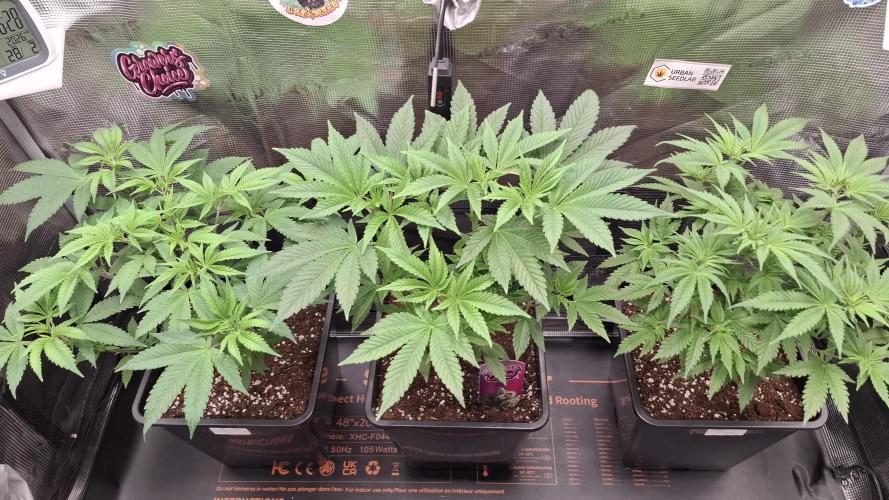 Super Boof. Week 8