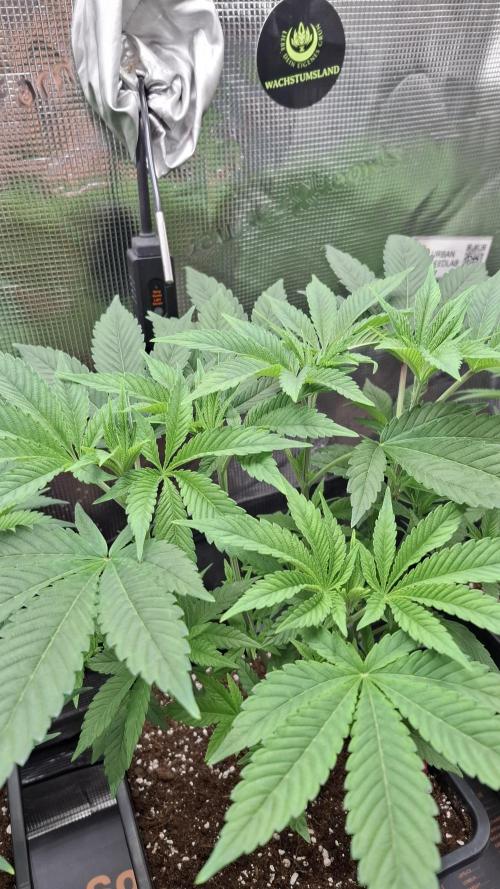 Super Boof. Week 8