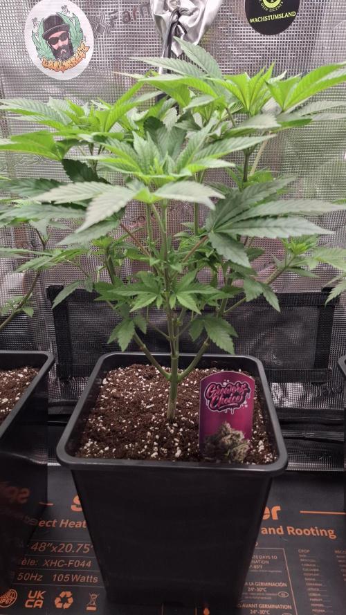 Super Boof. Week 8