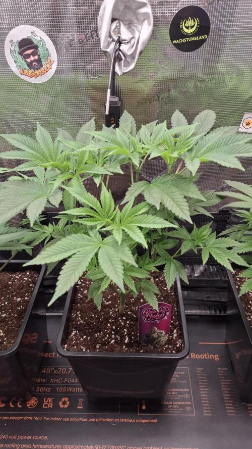 Super Boof . Week 8