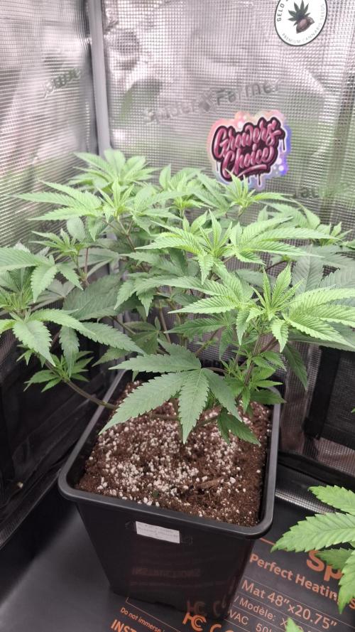 Permanent Chimera #35 x White Truffle. Week 5