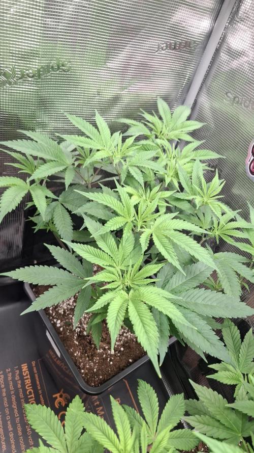 Permanent Chimera #35 x White Truffle. Week 5
