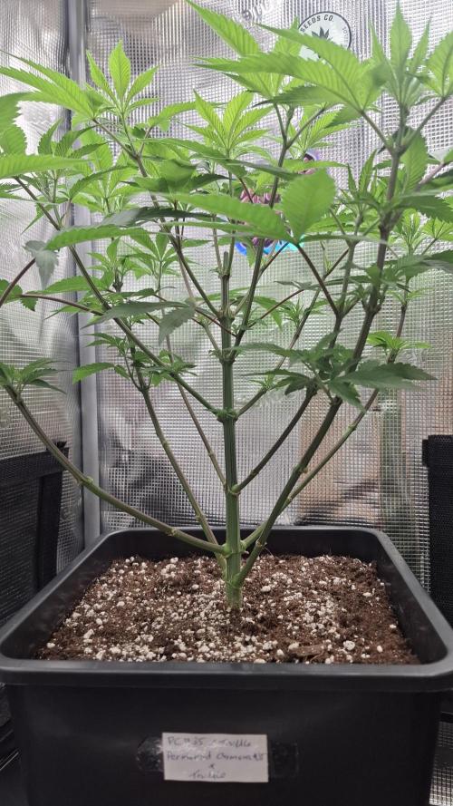 Permanent Chimera #35 x White Truffle. Week 5