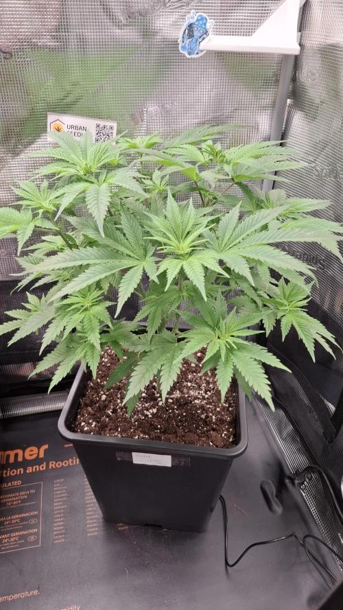 Frosted Cider Fem.. Week 5