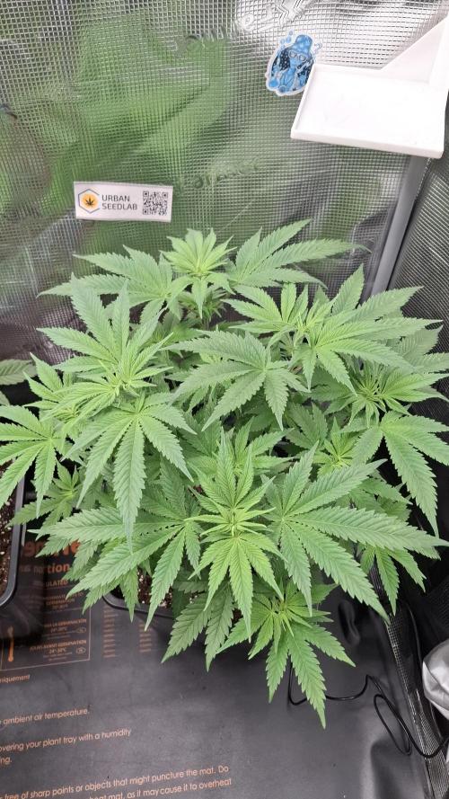 Frosted Cider Fem.. Week 5