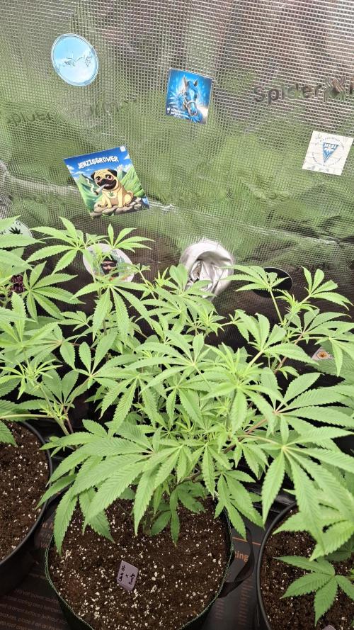 White OG x RuntZ. Week 12
